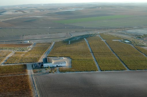 Visita a viñedos y bodegas (Sábados 11:00) - Imagen 2