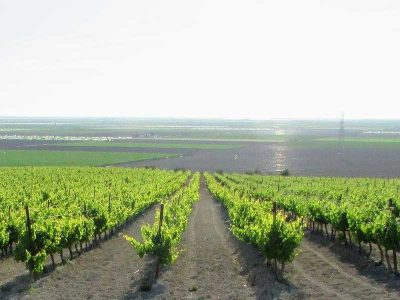 Enoturismo Bodegas González Palacios en Sevilla.